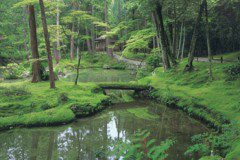 Kyoto moss garden 1000 pieces (11-306)