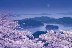 Matsushima cherry blossom 2016 pieces (23-576) - smaller pieces