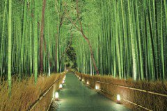 Sagano bamboo grove lit up 2016 pieces (23-546) - smaller pieces